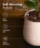 Self-watering system of Aura Planter for Fiddle Fig Plant with cocopeat soil and water reservoir for easy plant care.