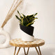 Goldan Hahnii Snake Plant