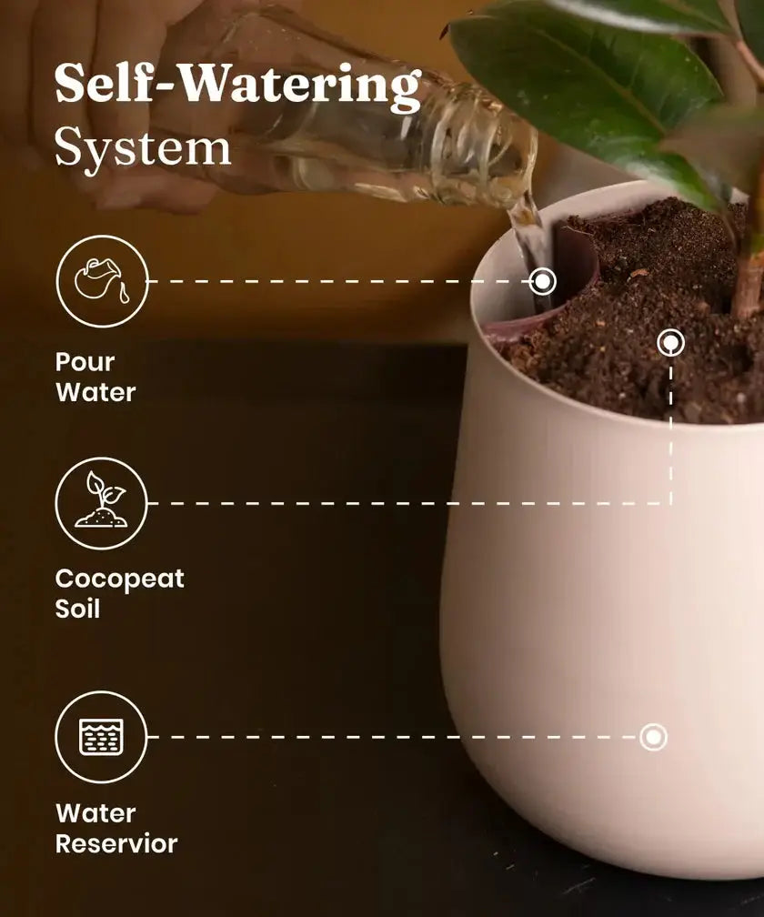 Self-watering pot system for Aglaonema Snow White Plant showing water reservoir, cocopeat soil, and pour zone for hassle-free plant care.