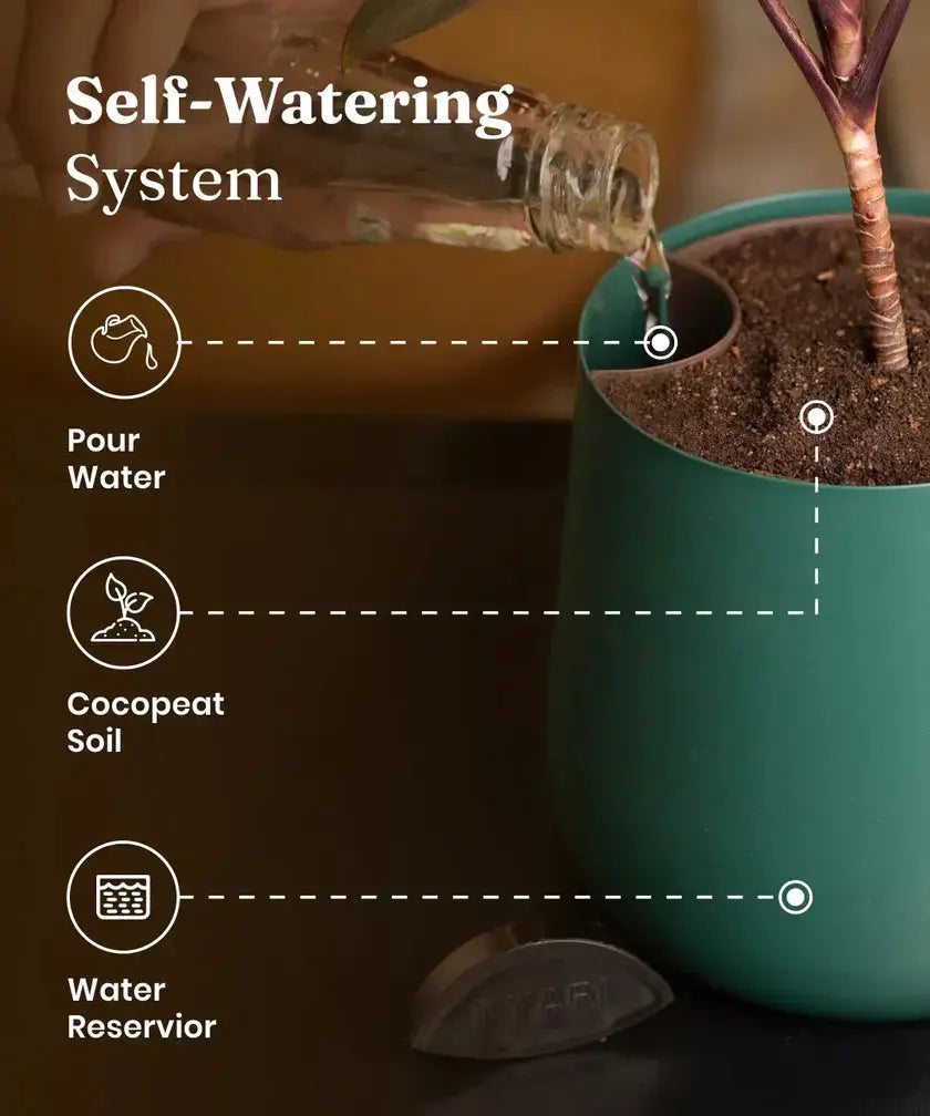 Self-watering system for a potted plant with text and icons.