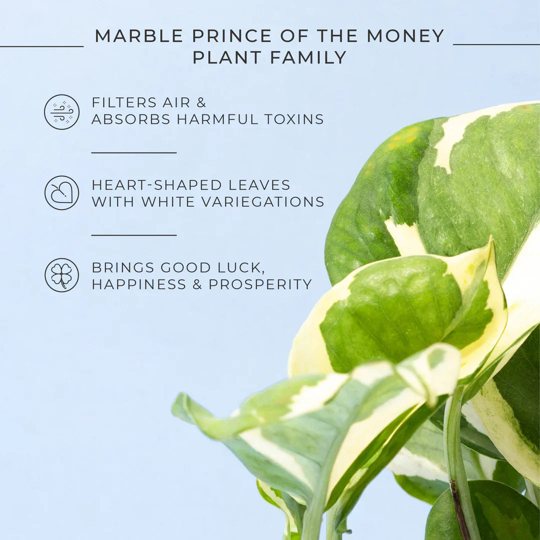 Money N' Joy Plant