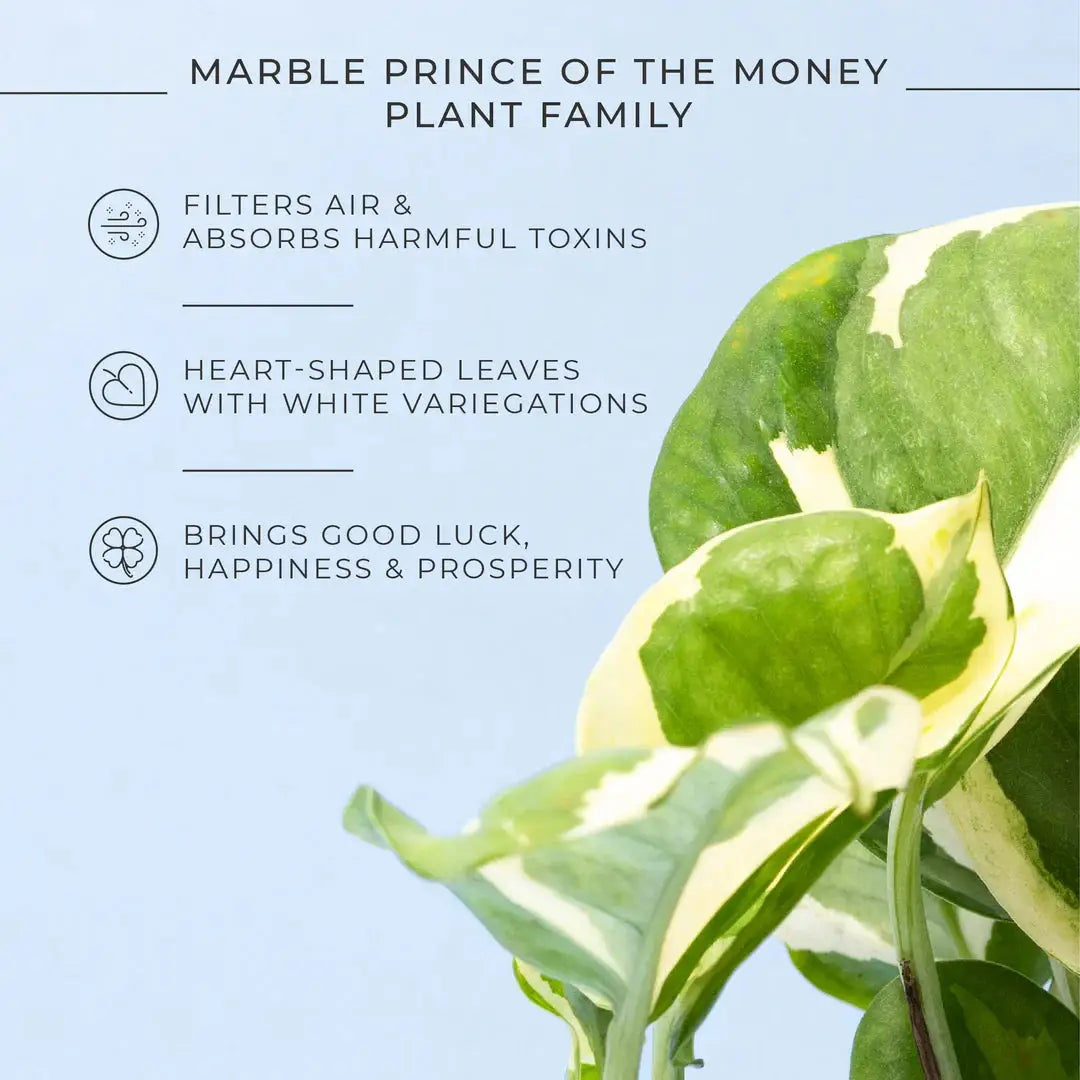 Money N' Joy Plant