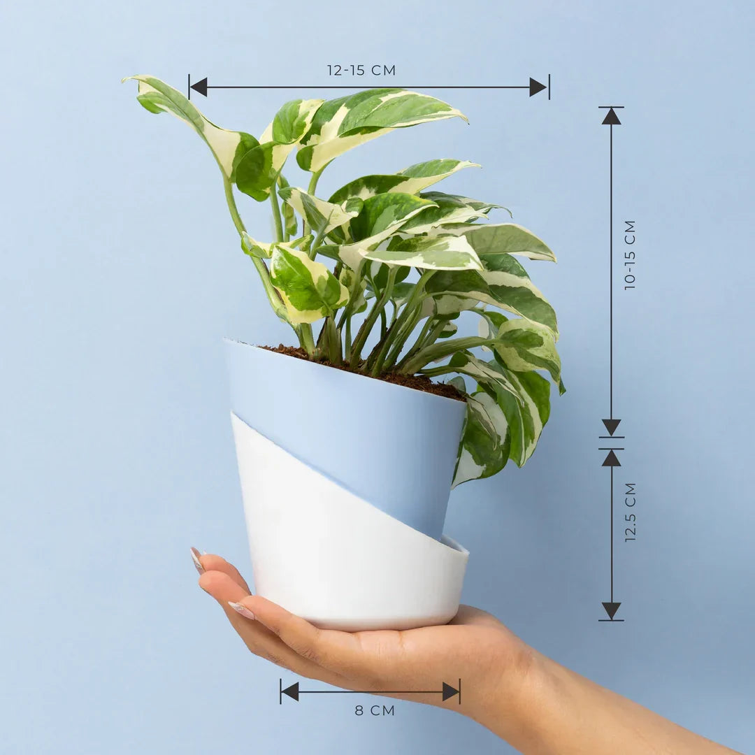 Money N' Joy Plant