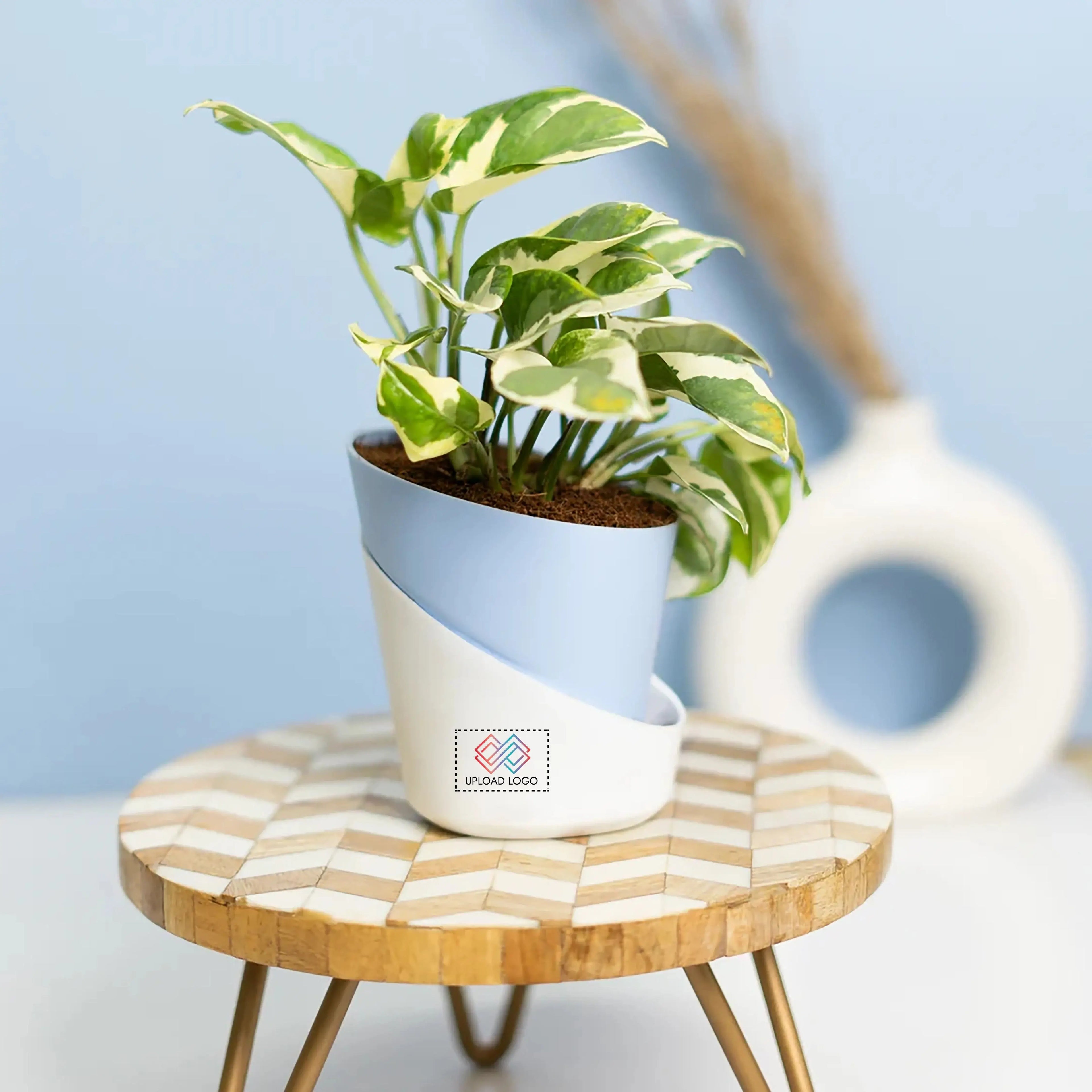 Money N' Joy Plant Baby Blue