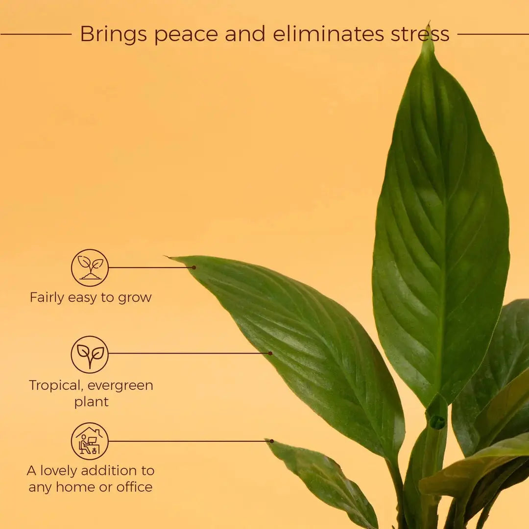 Peace Lily Plant