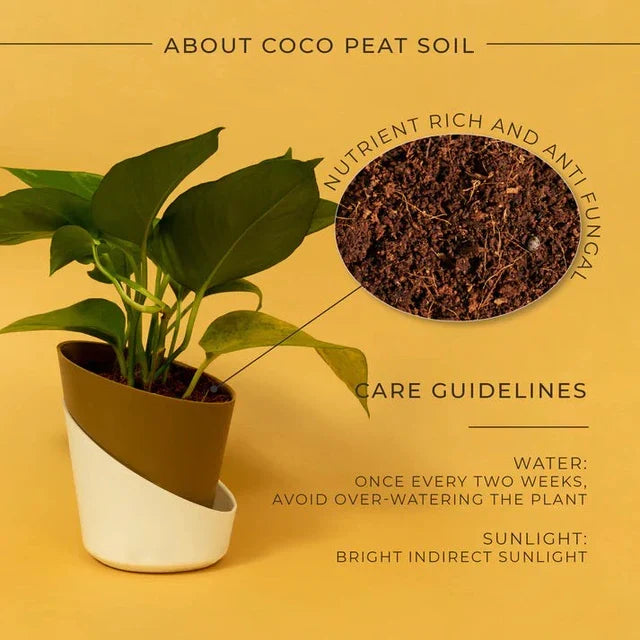 Money Plant Variegated