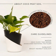 Money Plant Variegated