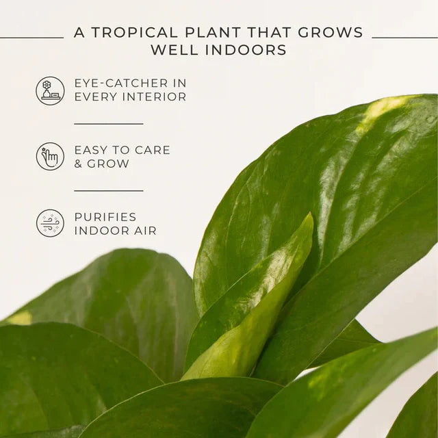 Money Plant Variegated
