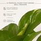 Money Plant Variegated