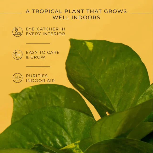 Money Plant Variegated