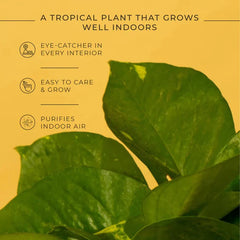 Money Plant Variegated