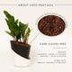 ZZ-Zamia Green Plant