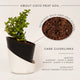 Grow Together Lucky Jade Plant