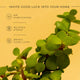 Grow Together Lucky Jade Plant
