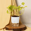 Gold Money Plant White