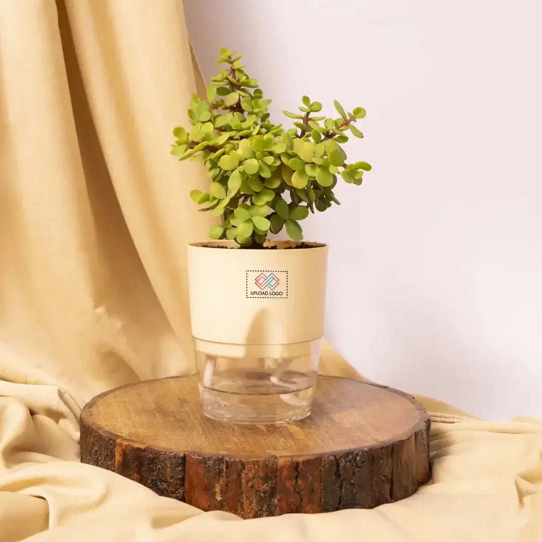 Lucky Jade Plant Cream Main image