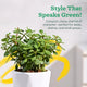 Potted plant 