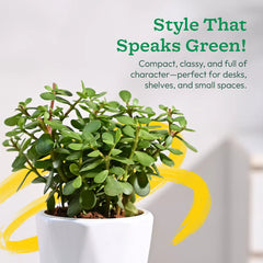 Potted plant 