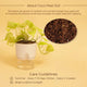 Gold Money Plant