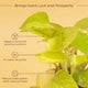Gold Money Plant