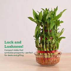 Bamboo plant in a glass bowl  on a light background