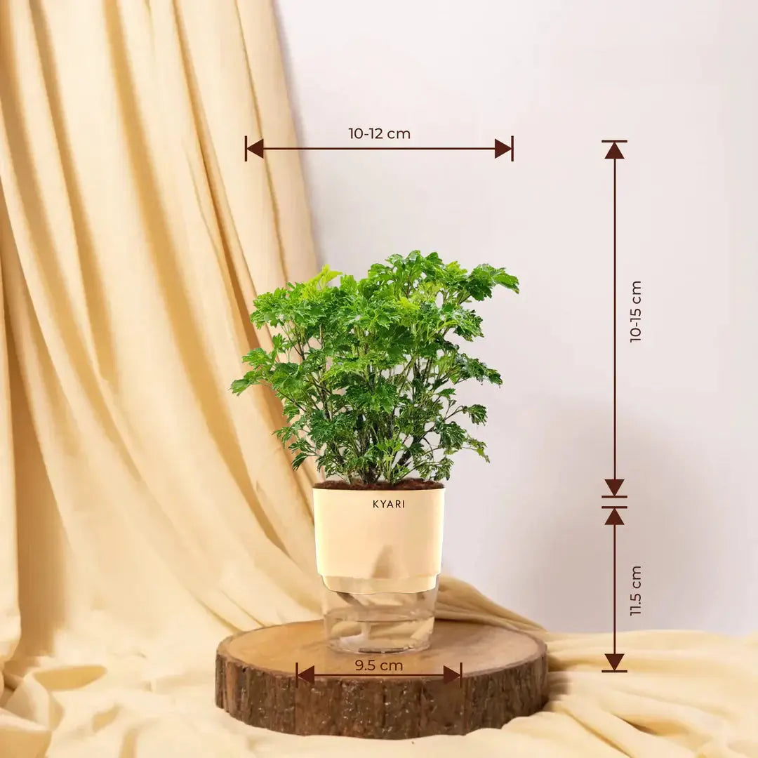 Aralia Green Plant