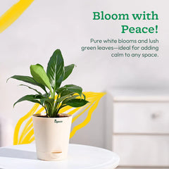 Potted plant with text 'Bloom with Peace!' on a white background