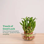Bamboo plant in a glass bowl on a wooden surface with text about good luck.