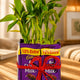 Exquisite 2 Layer Bamboo with Chocolates