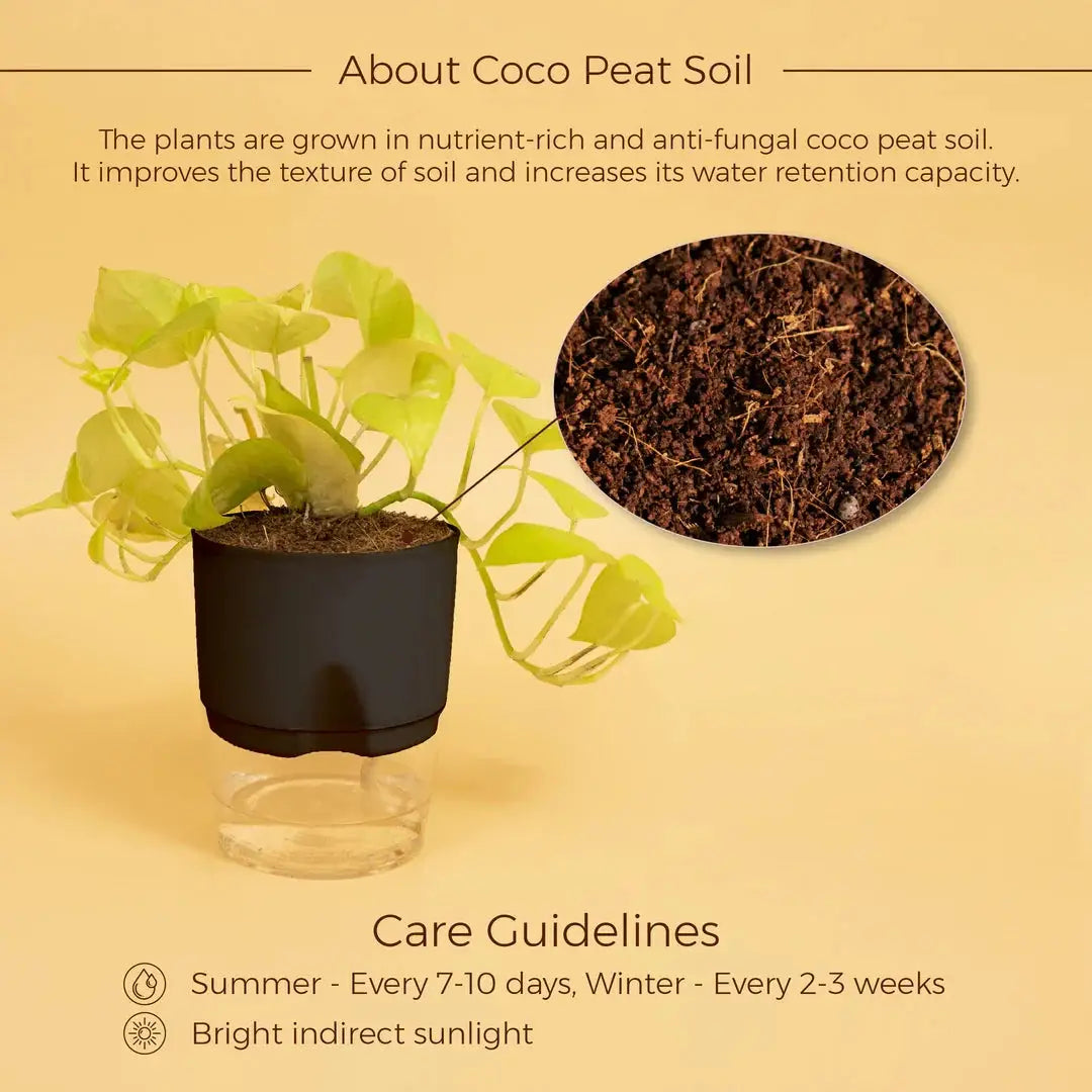 Gold Money Plant