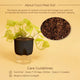 Gold Money Plant