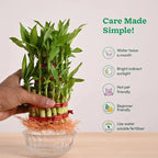 Small potted bamboo plant with care instructions