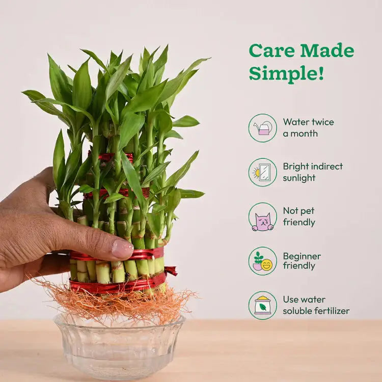 Small potted bamboo plant with care instructions