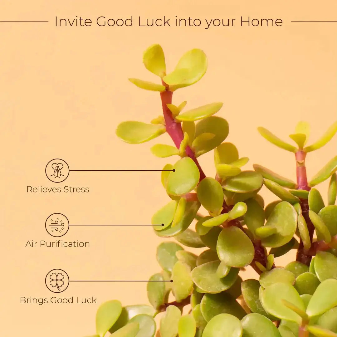 Lucky Jade Plant