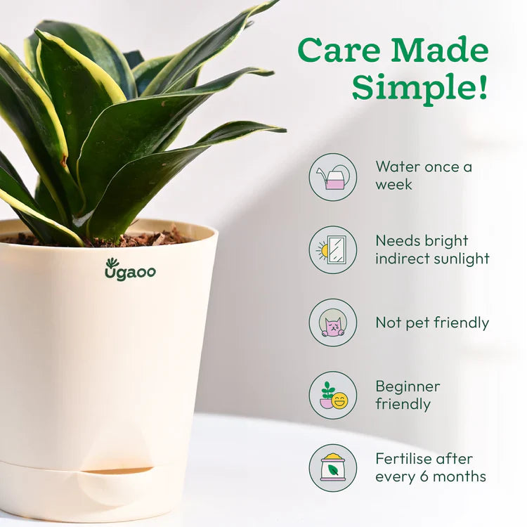 Potted plant with care instructions 
