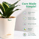 Potted plant with care instructions 