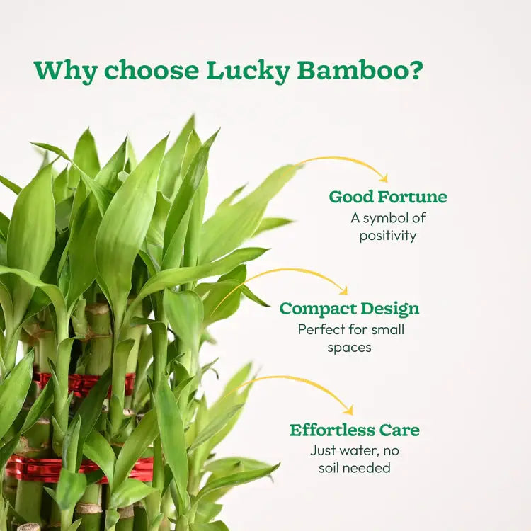 Lucky bamboo plant
