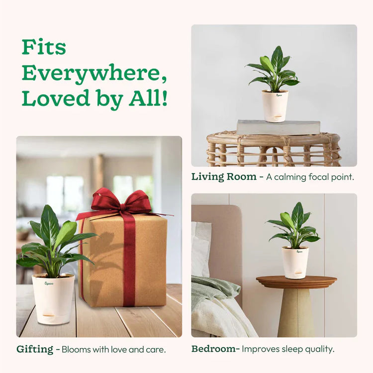 Plants that 'Fits Everywhere, Loved by All!' 