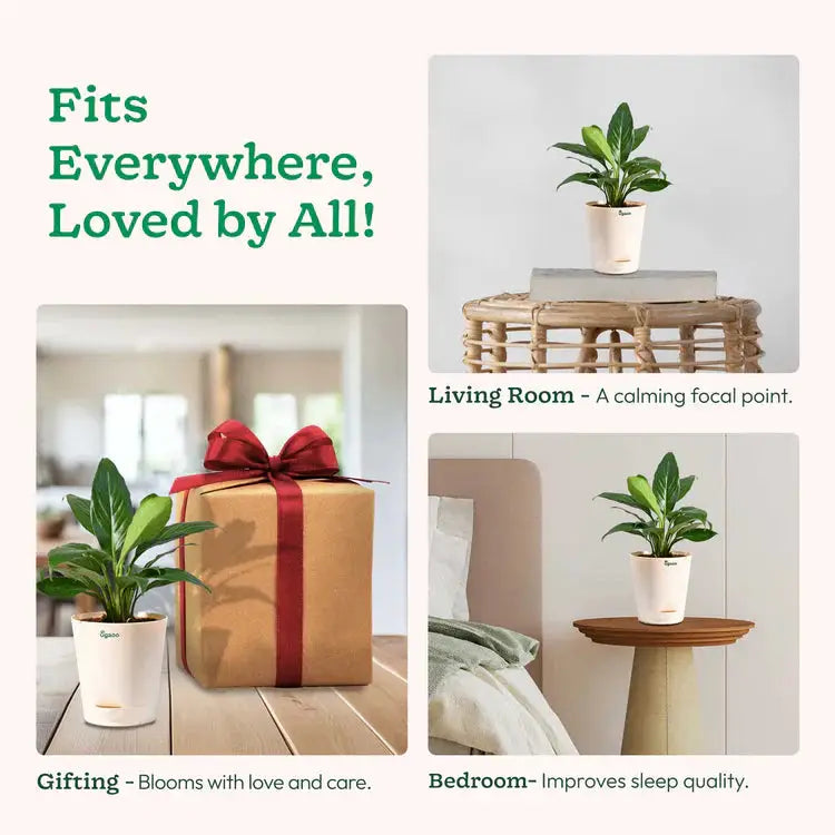 Plants that 'Fits Everywhere, Loved by All!' 
