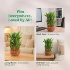 Bamboo plants in glass containers with text about room suitability.
