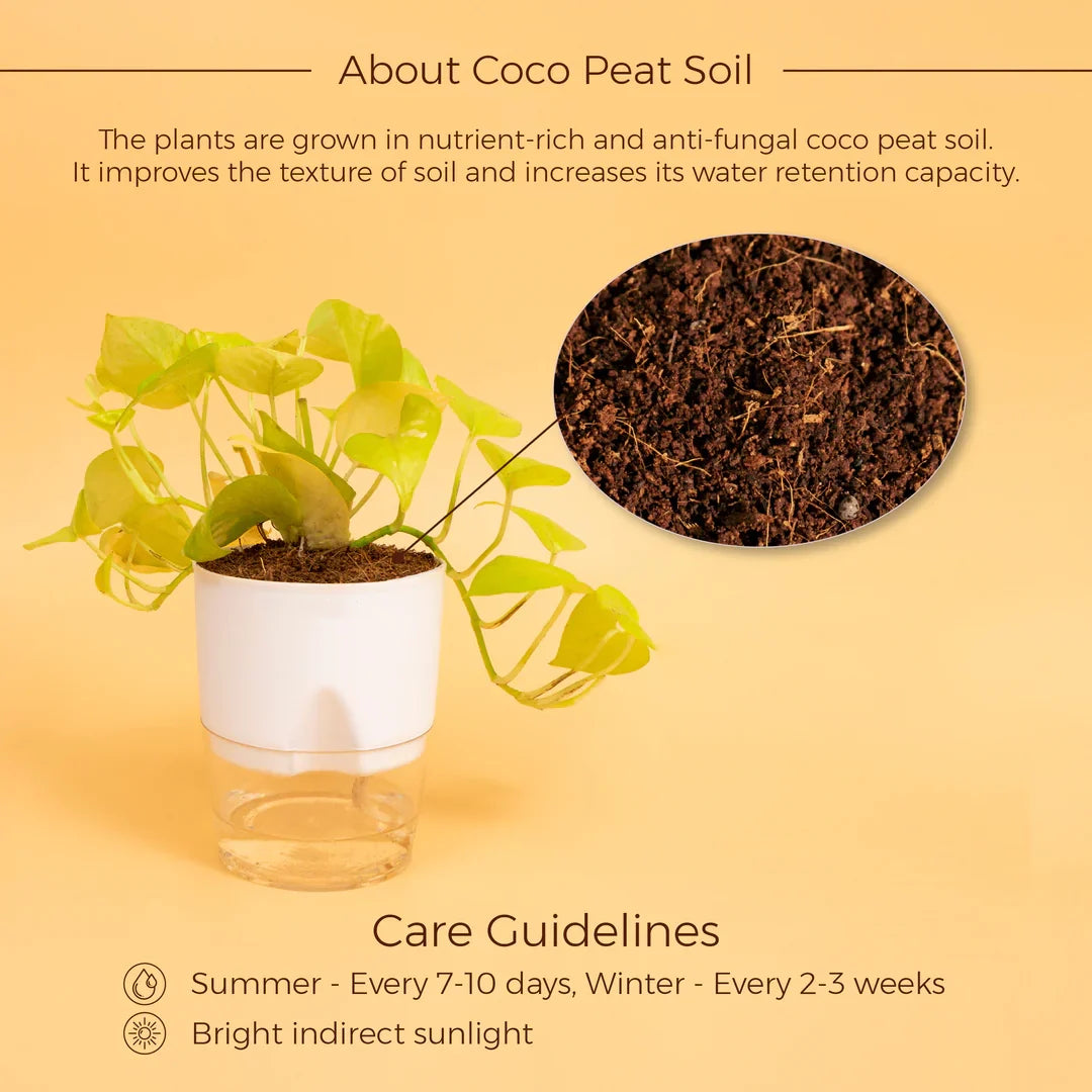 Gold Money Plant
