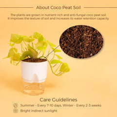 Gold Money Plant