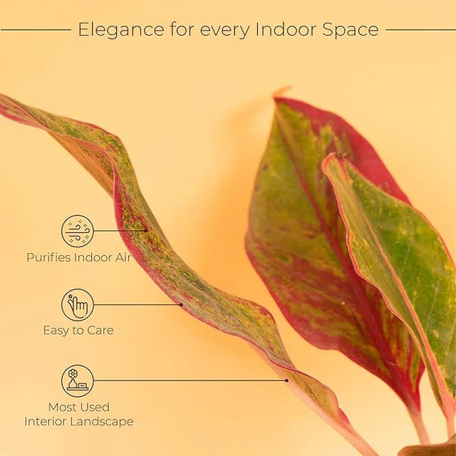 Aglaonema Lipstick Plant