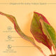 Aglaonema Lipstick Plant