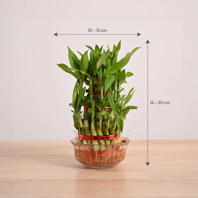Bamboo plant in a glass container with dimensions