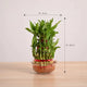 Bamboo plant in a glass container with dimensions