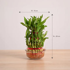 Bamboo plant in a glass container with dimensions