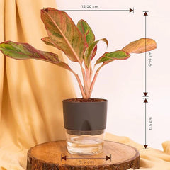 Aglaonema Lipstick Plant