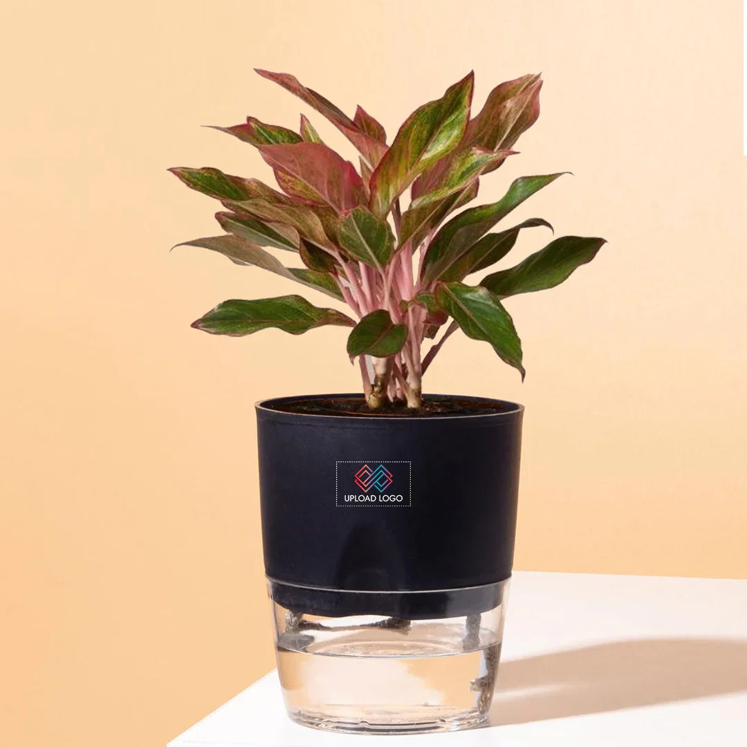 Aglaonema Lipstick Plant Black
