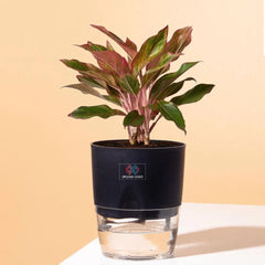 Aglaonema Lipstick Plant Black